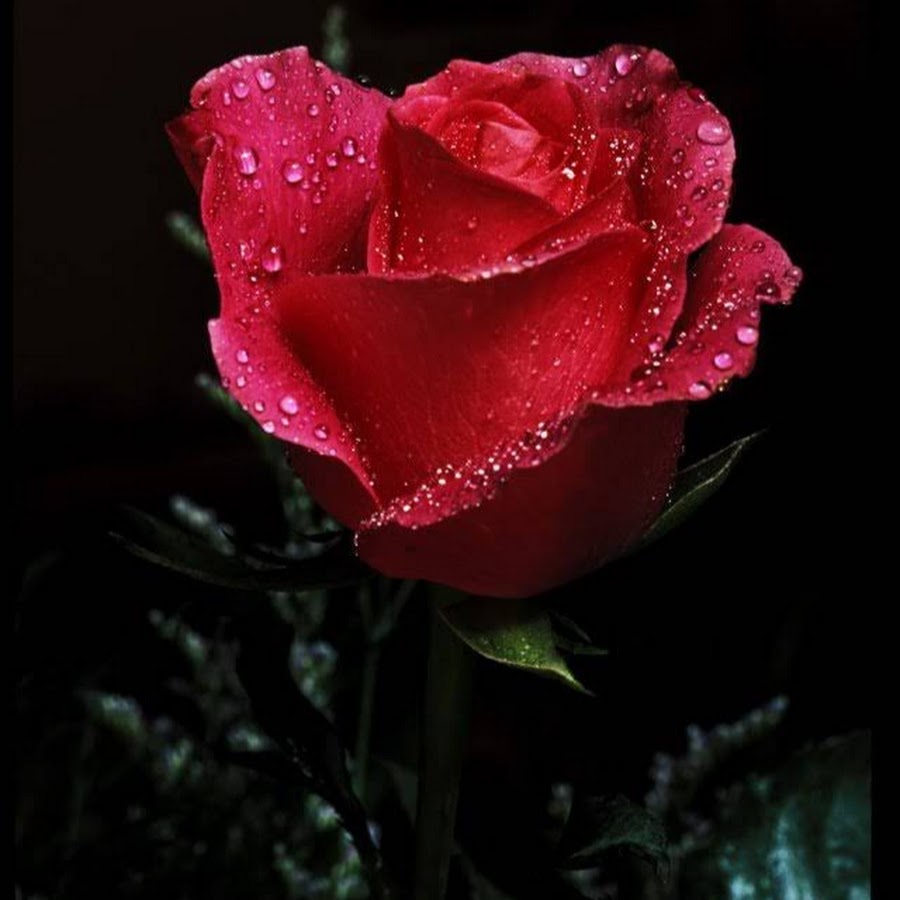 Красная роза красавица фото анимация