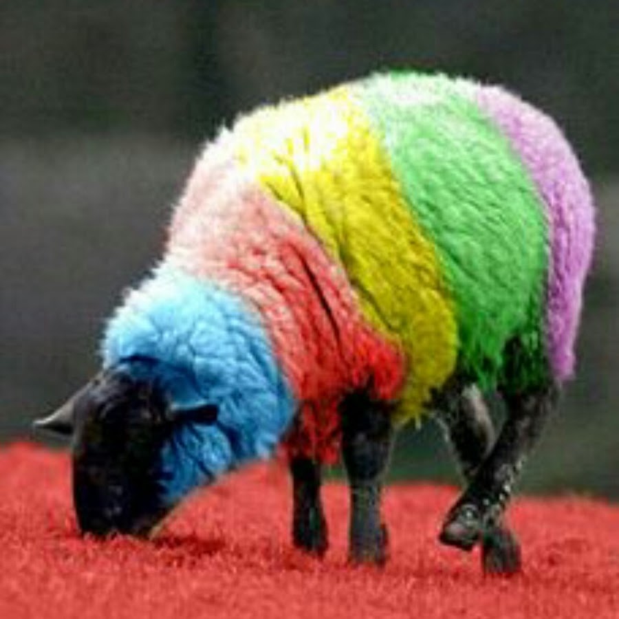 Colored Sheep YouTube