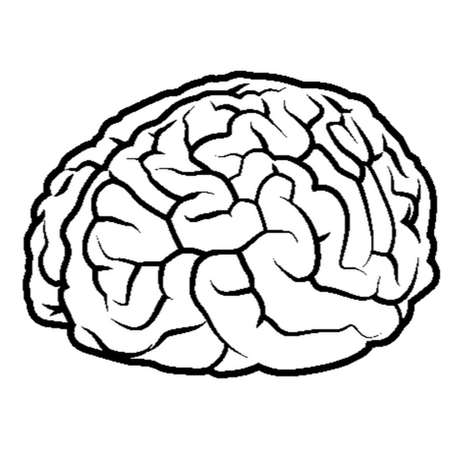 Мозг рисунок карандашом для детей