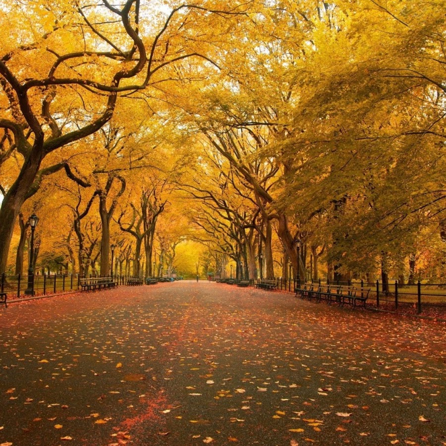 Rachel Zimmer - YouTube