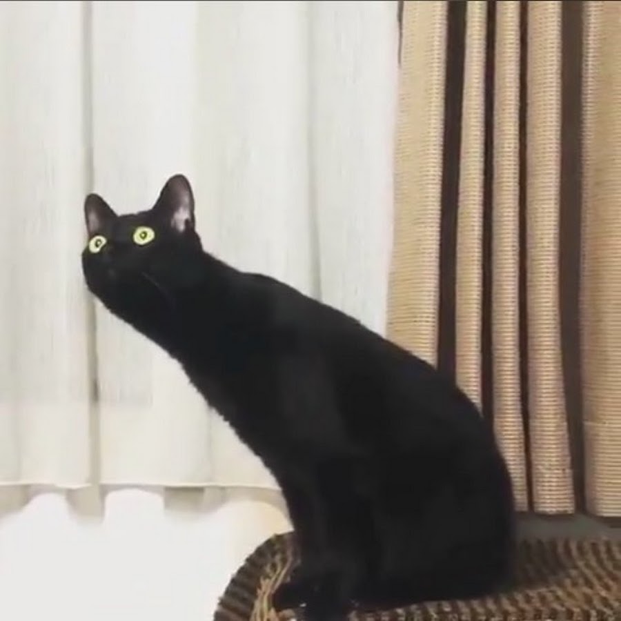 Удивленный черный кот