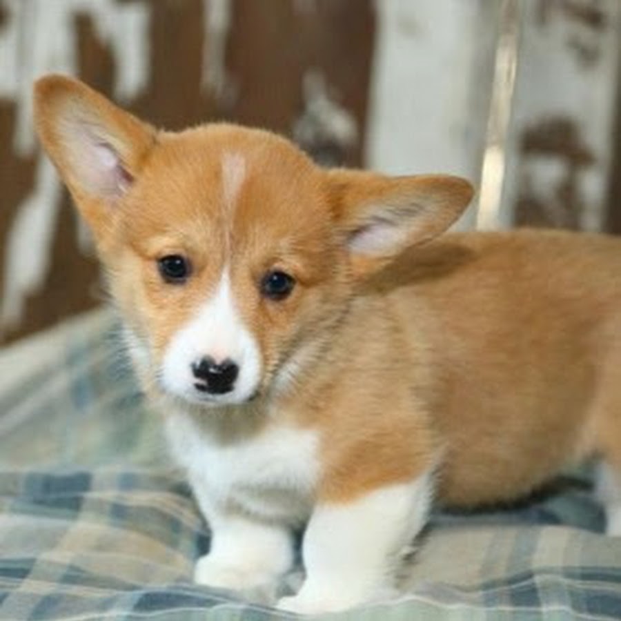 собаки породы вельш корги пемброк. щенки вельш корги пемброк. порода корги пемброк плюсы и минусы. порода вельш корги пемброк. собака вельш корги.