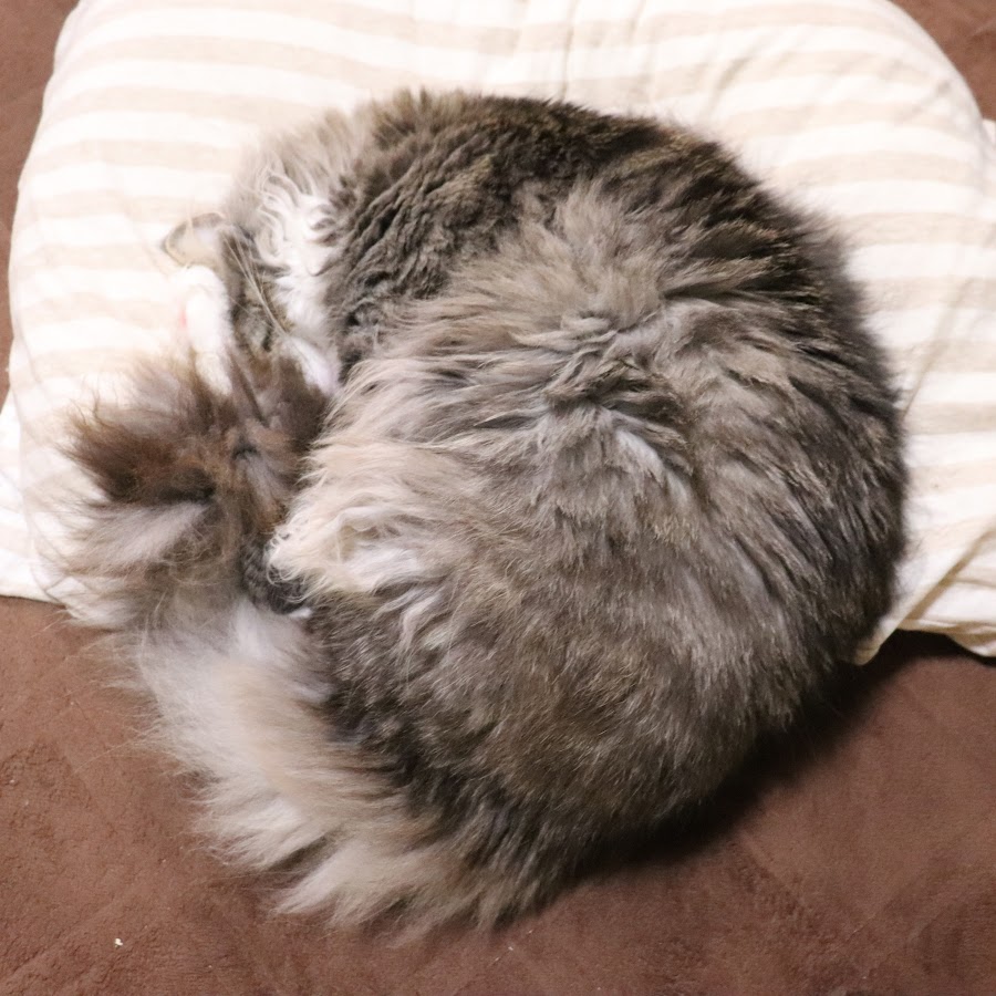 Big Cat Papa - YouTube