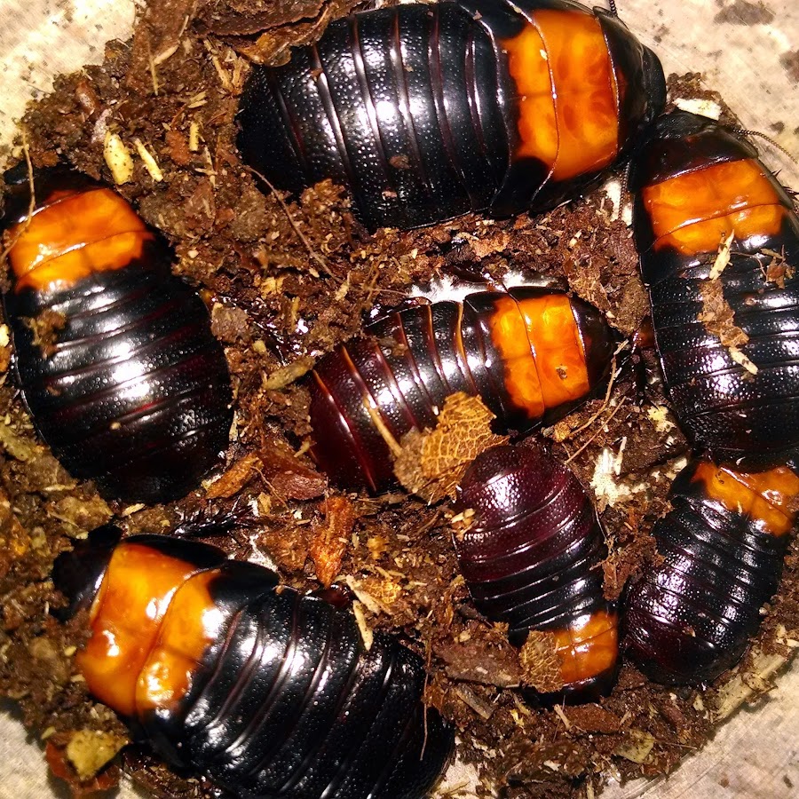 Cape Cod Roaches YouTube