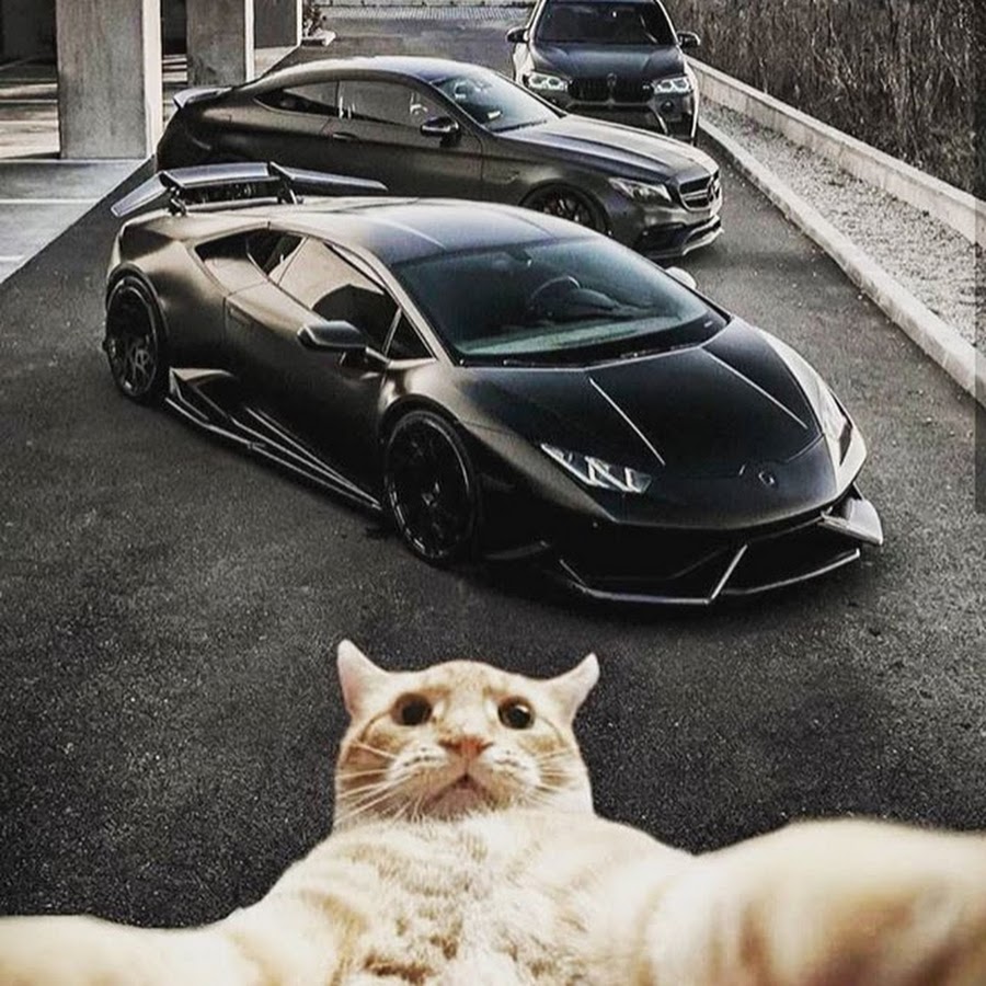 Брабус кот