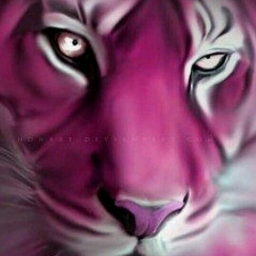 hot pink tiger YouTube