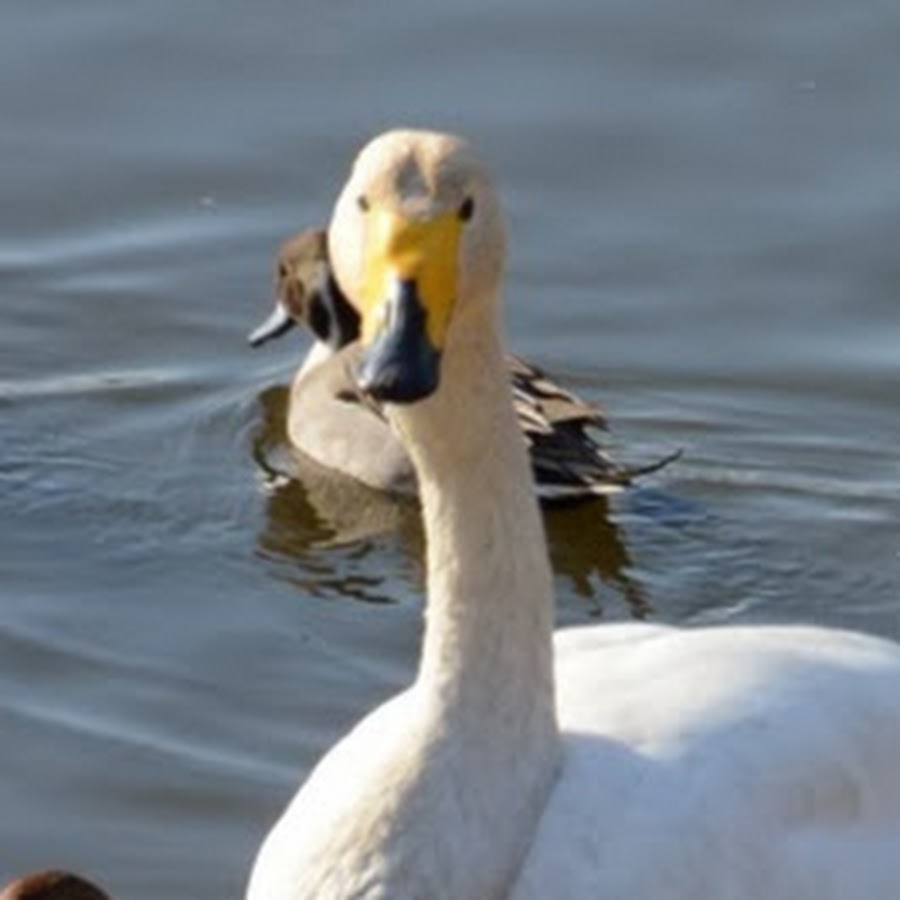 千葉県オオハクチョウWhooper swan 