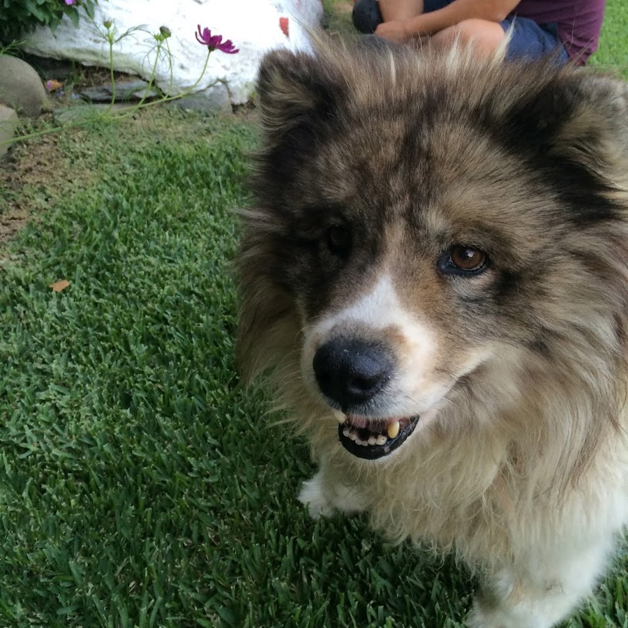 Freeland J Stevens - YouTube