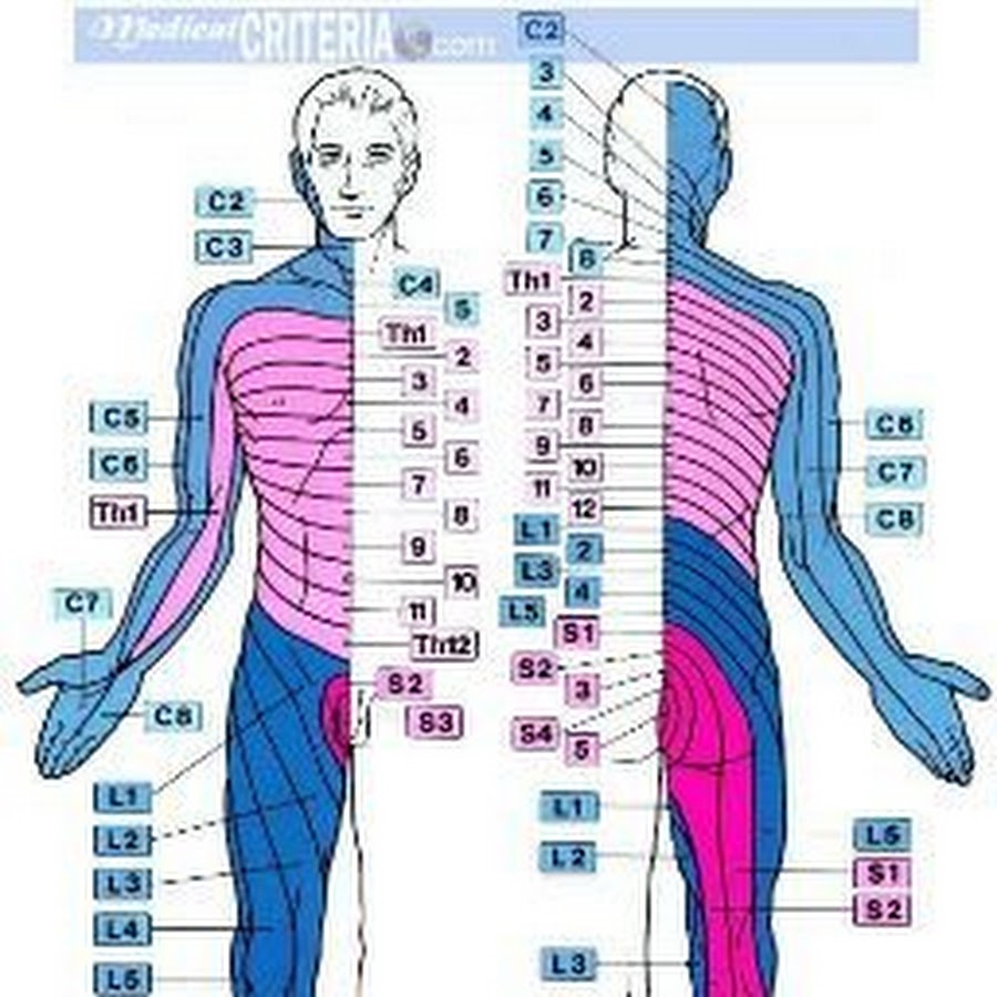 Дерматомы тела человека схема. Неврология сегменты дерматомы. Дерматомы неврология схема. Позвоночник зоны иннервации схема. Сегменты спинного мозга и дерматомы.