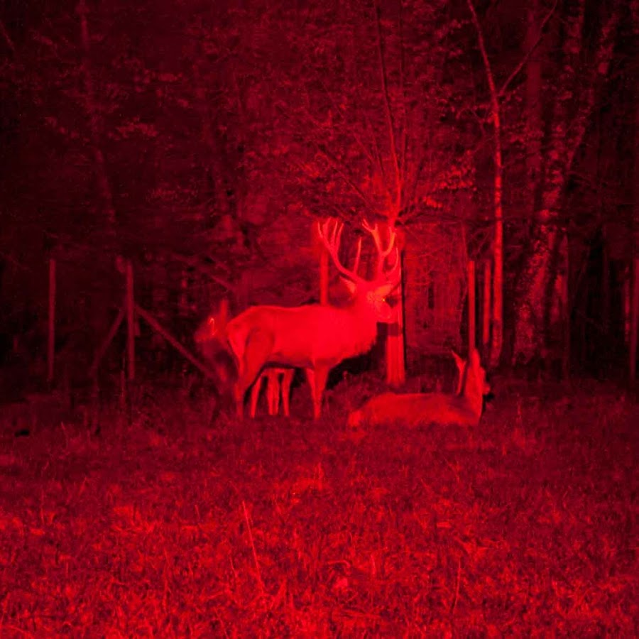 Red hunting. красный волк или горный волк. красный или горный волк. Red hunting. красный волк вымер.