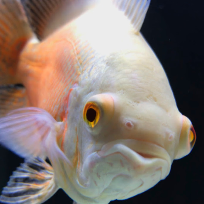 Mi Querido Mussolini Net Worth & Earnings (2025)