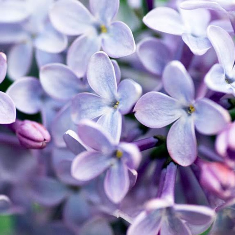 Сирень светло фиолетовая. Сирень 3м. Светло фиолетовые цветы. Весенние кустарники цветущие. Пастельная сирень.