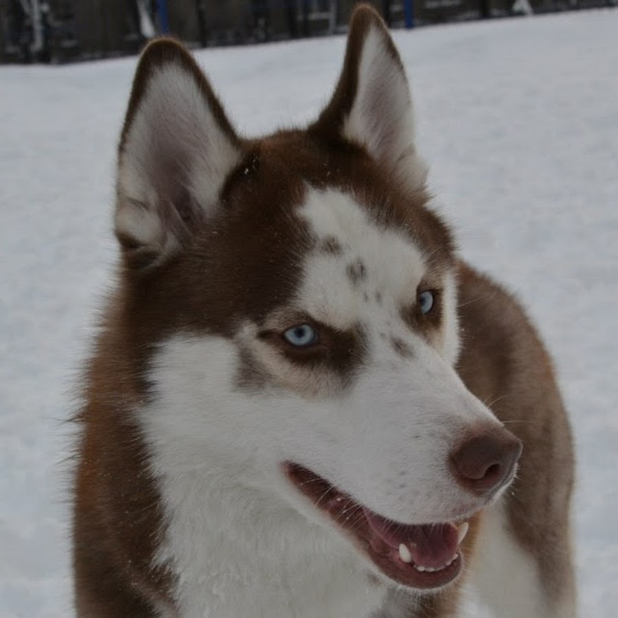 Vanilla Flowers - YouTube