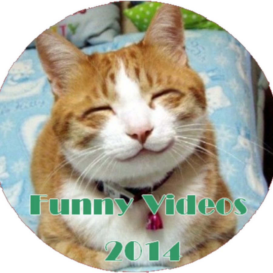 Funny Animals 