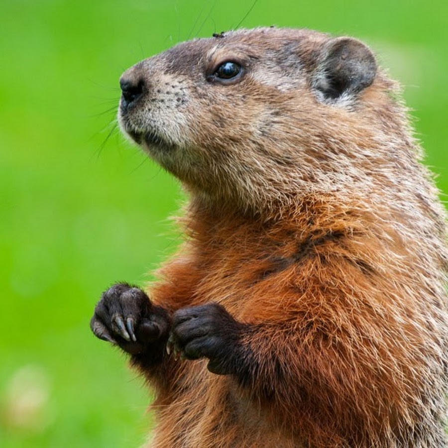 Woodchuck. Североамериканский сурок. Woodchuck цвет. Wodie Woodchuck. Woodchuck видео.