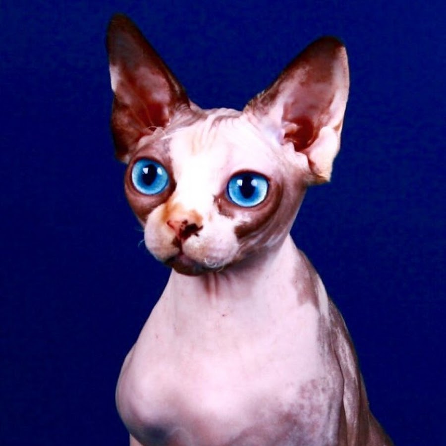 сфинкс калининград