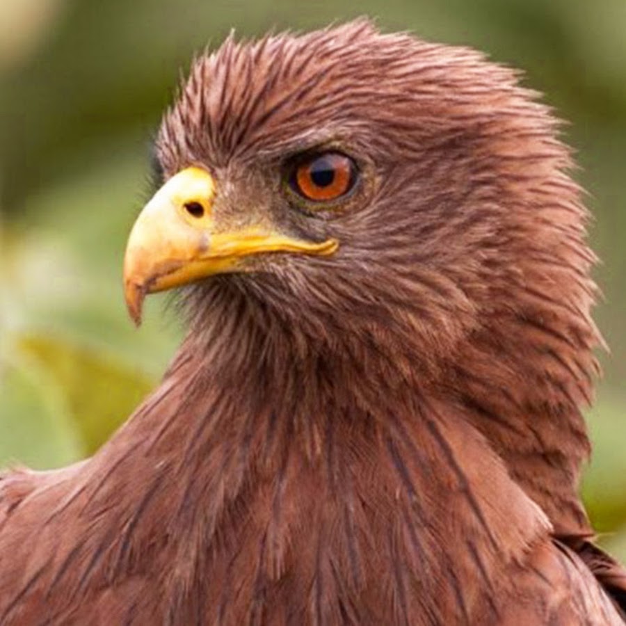 Eagles Species info 