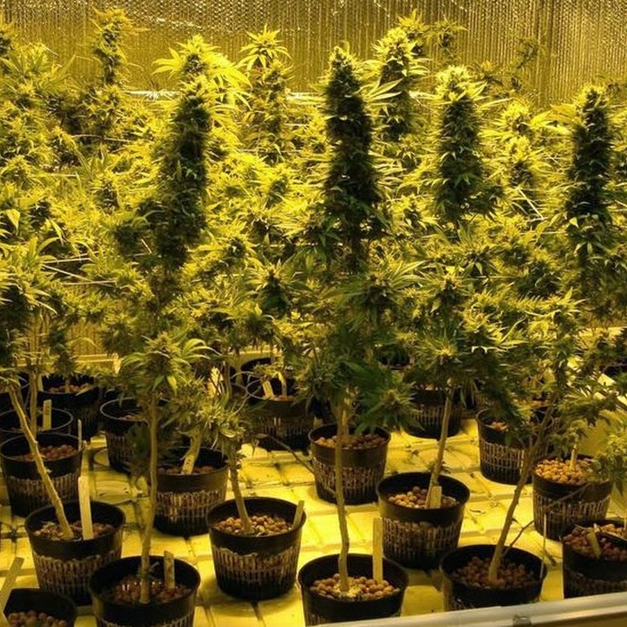 Гидропоника выращивание конопли лечение марихуана