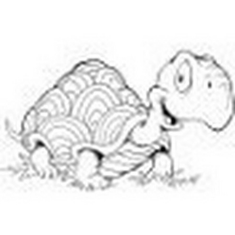 Черепаха Тортилла картинки раскраски