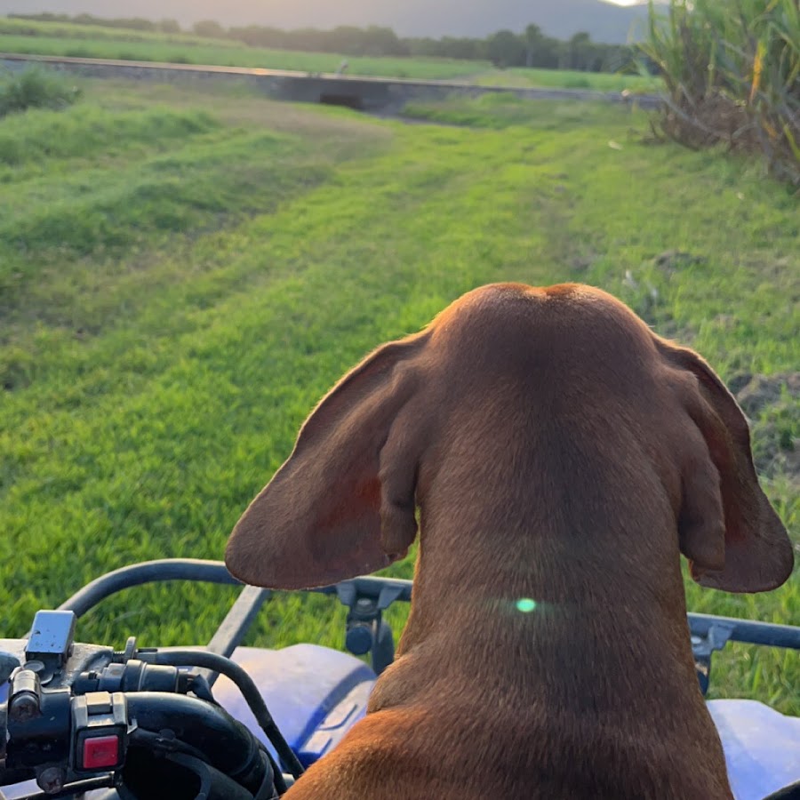 Creative CATS - YouTube