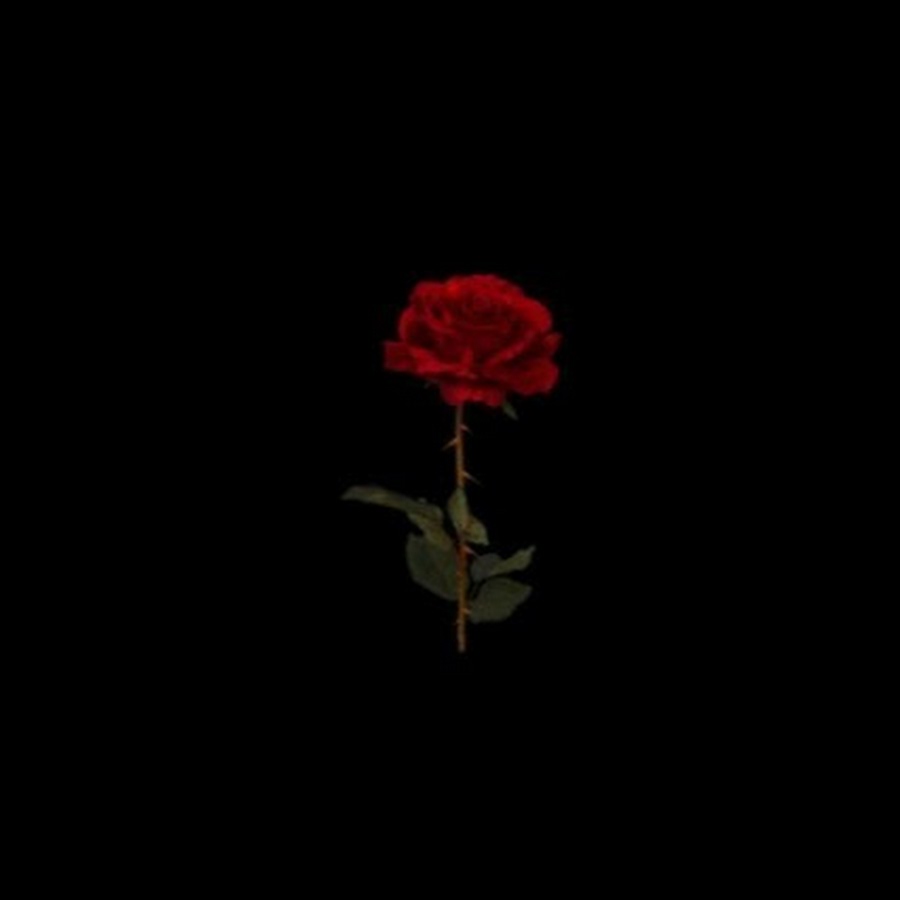 Foqas - YouTube - 900 x 900 jpeg 14kB