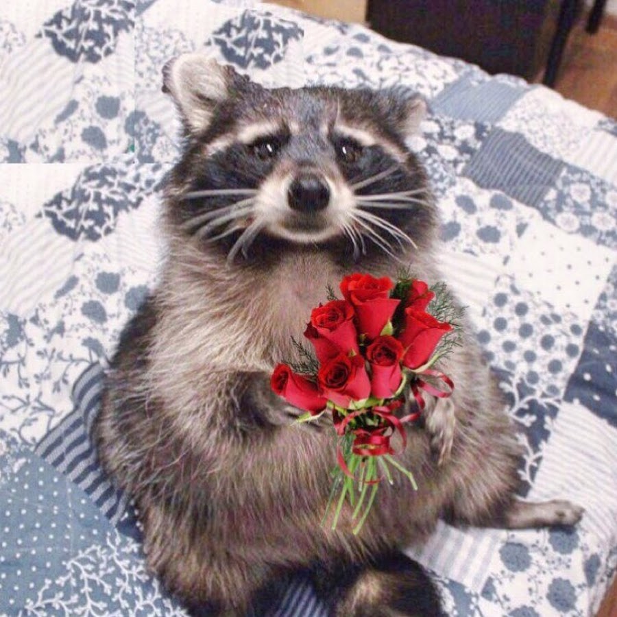 Енот на день рождения