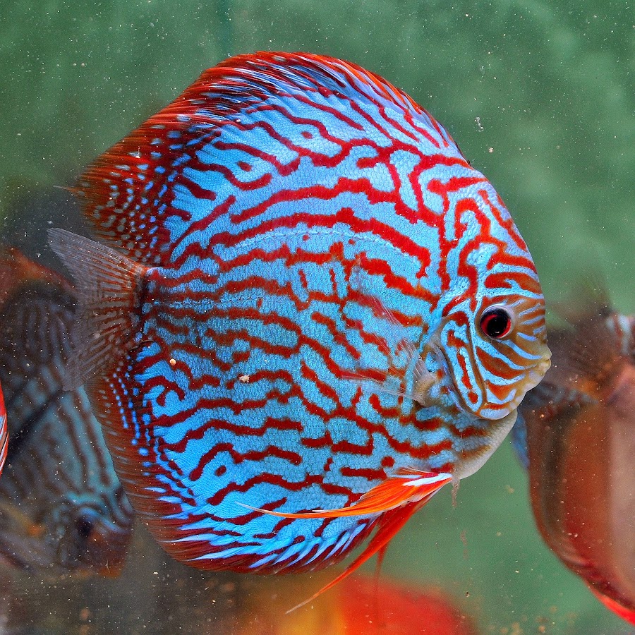 Galaxy Discus YouTube