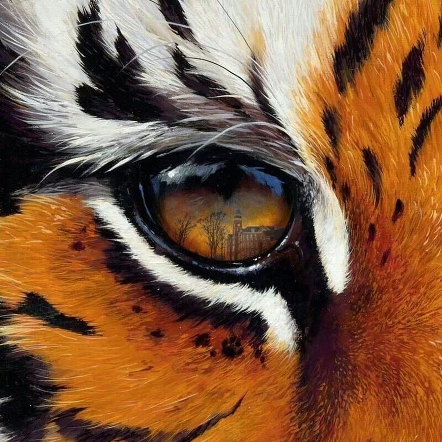Глаз тигра видео. Глаз тигра. Тигр глаза. Глаза тигрицы. Зрачок тигра.