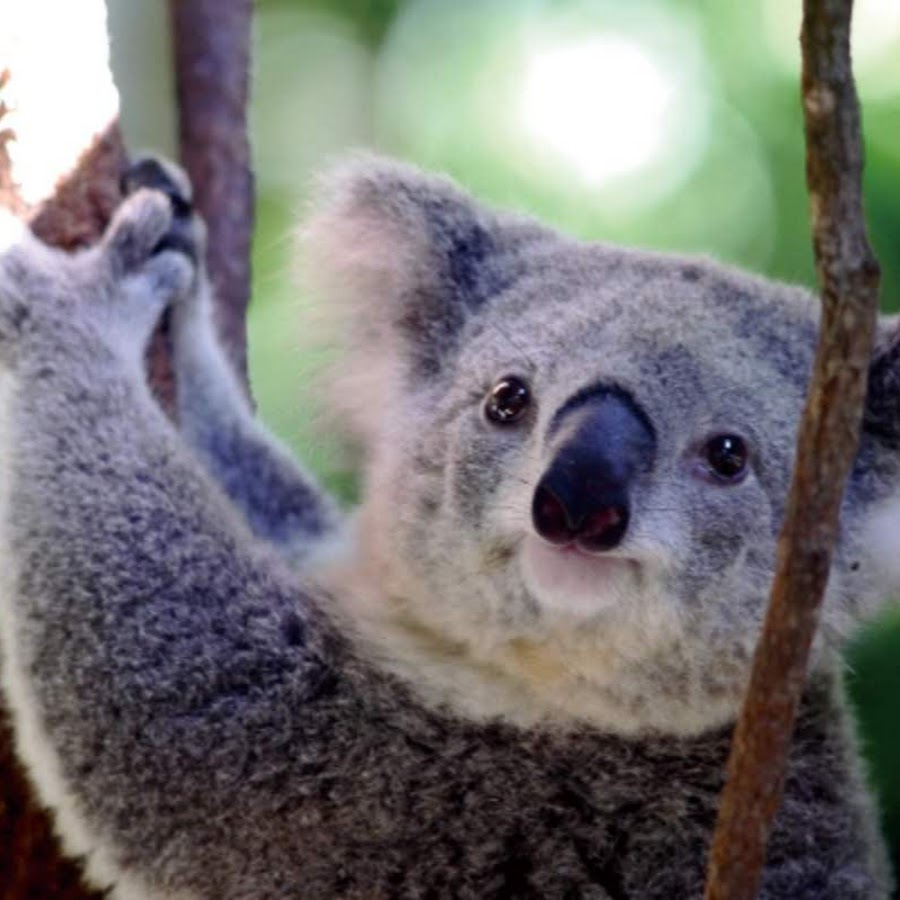 Дикая коала