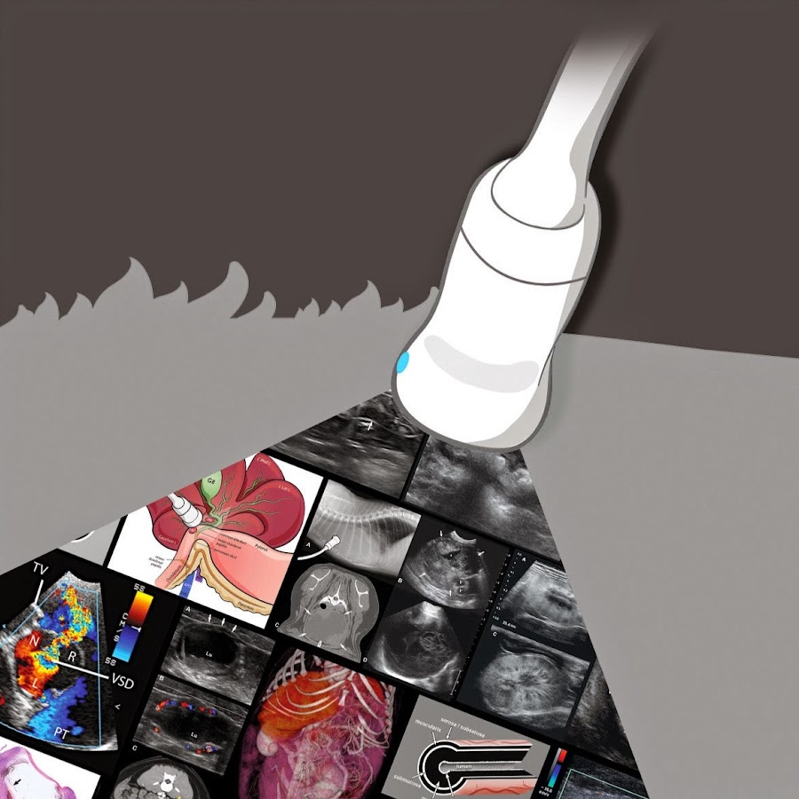 Small Animal Ultrasonography - YouTube