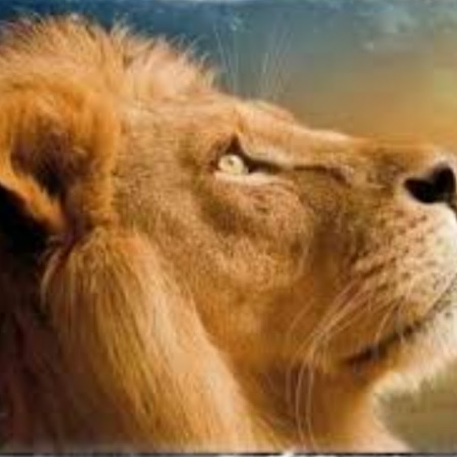 EL LEON DE LA TRIBU DE JUDA YouTube