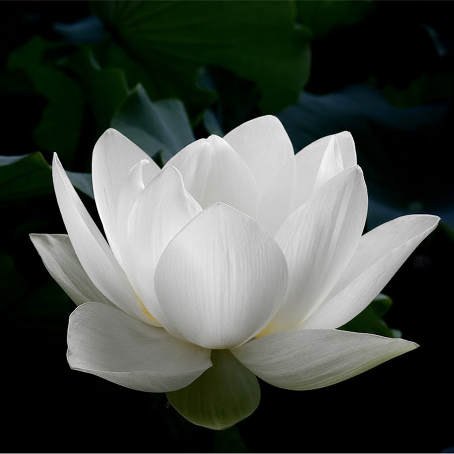 White Lotus Flower Under The Moonlight - YouTube