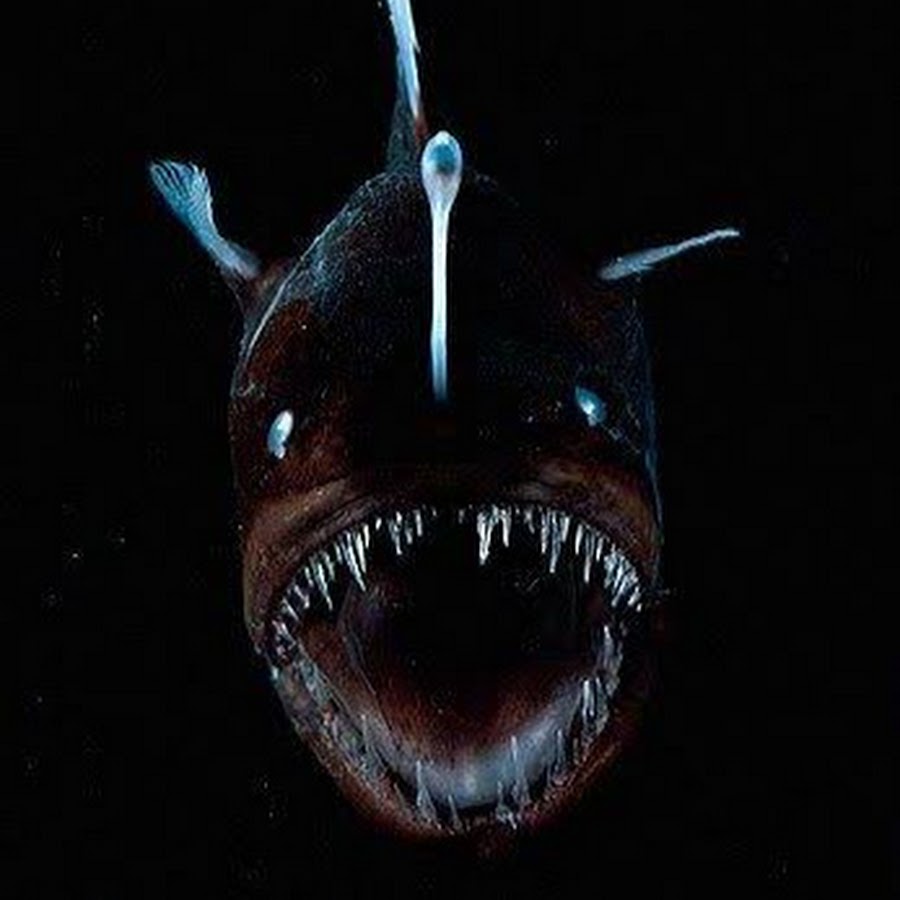 Проект обитатели марианской впадины