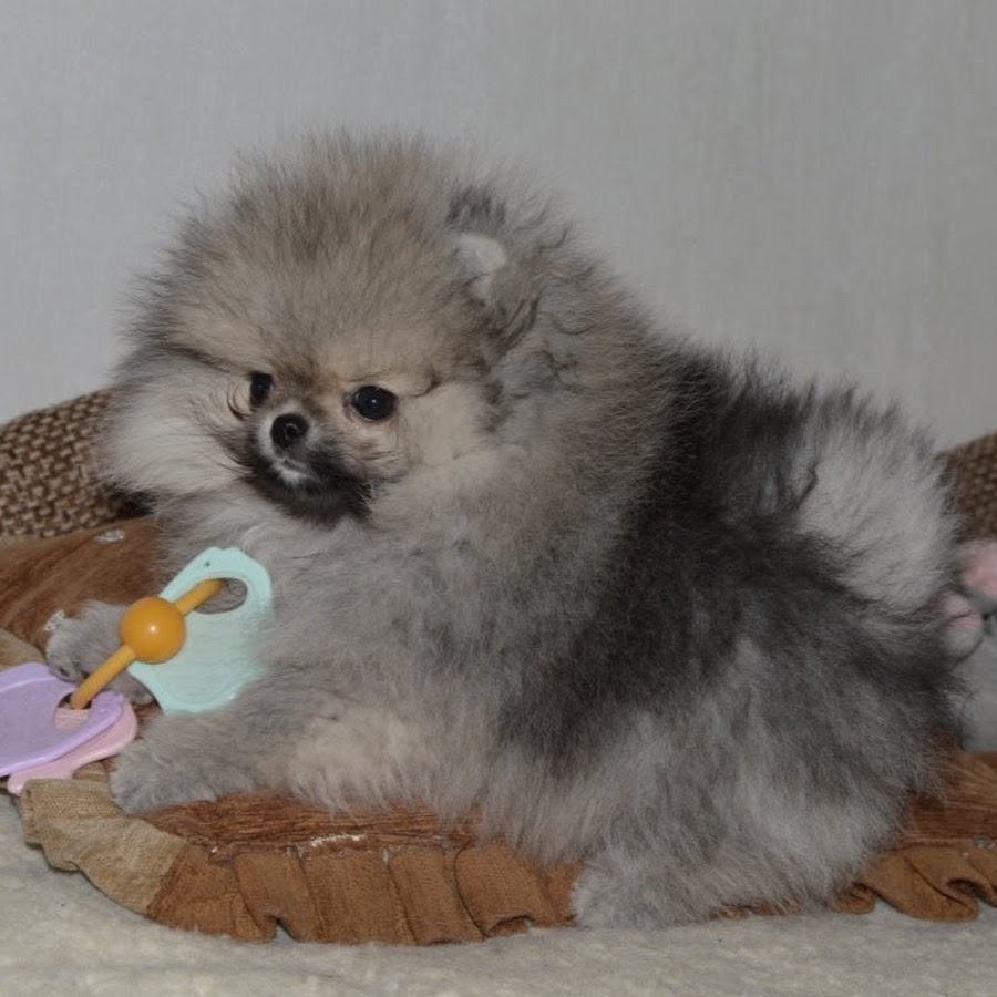 Pommania Pomeranians uk YouTube