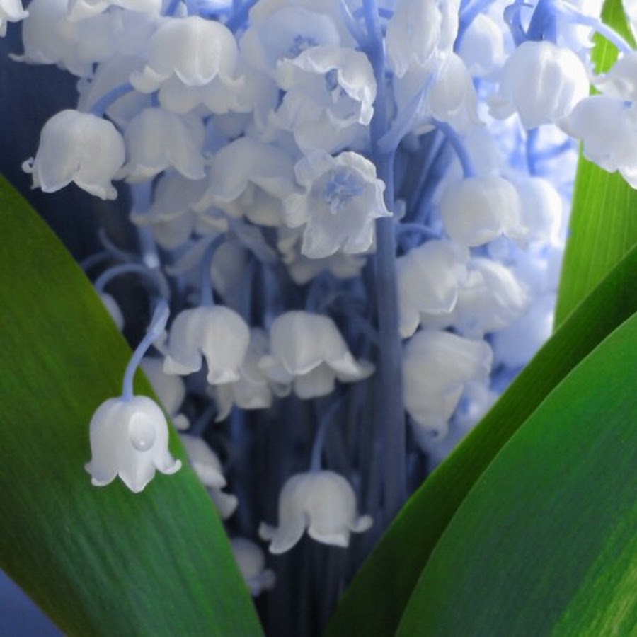 Ландыши ### - YouTube