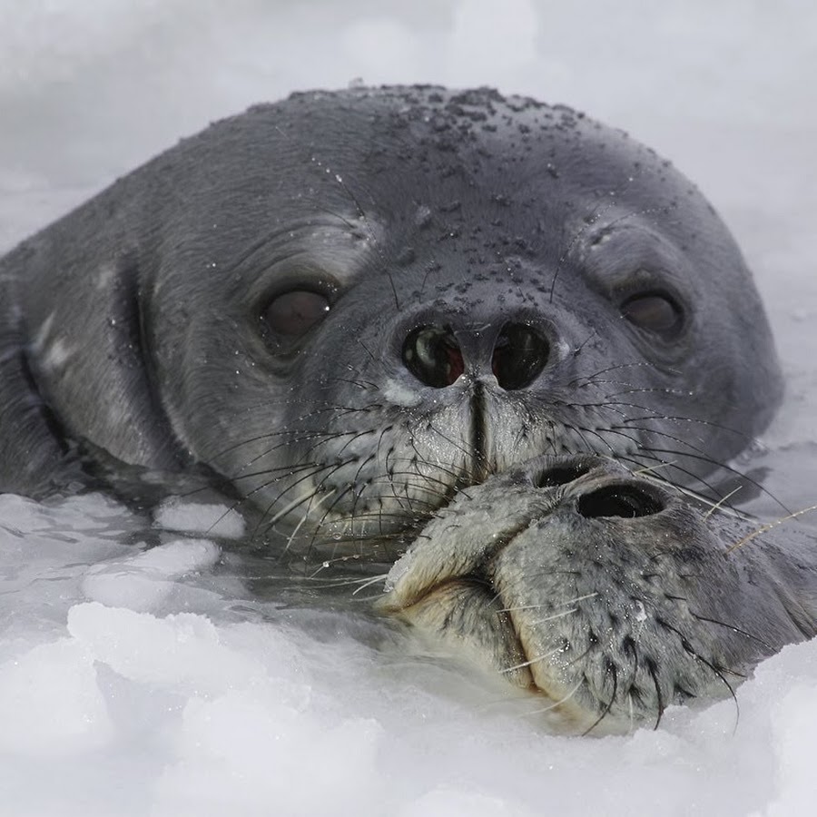 Тюлен вый. Тюлень Уэдделла в Антарктиде. Морской котик тюлень Нерпа. Тихоокеанская Нерпа. Байкальская Нерпа.