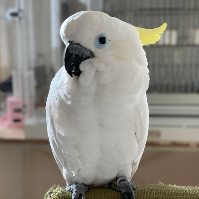 Mai Channel - おしゃべりオウム Net Worth & Earnings (2026)