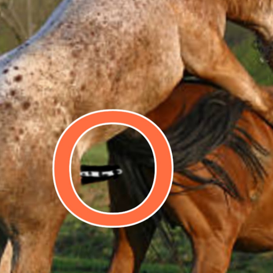 Horse Mating YouTube