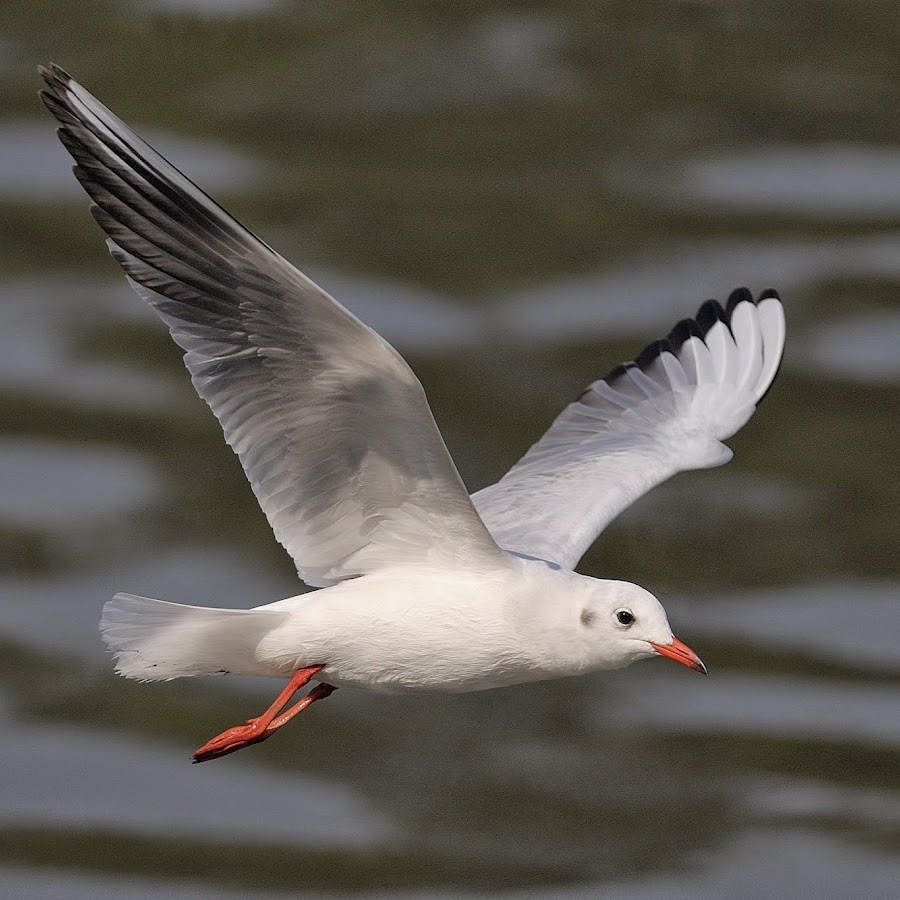 香港野生雀鳥系列 Wild Birds of Hong Kong 