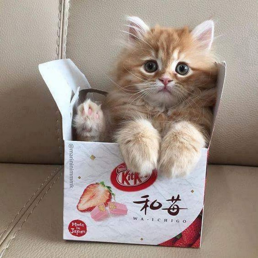 Милые котики корейские