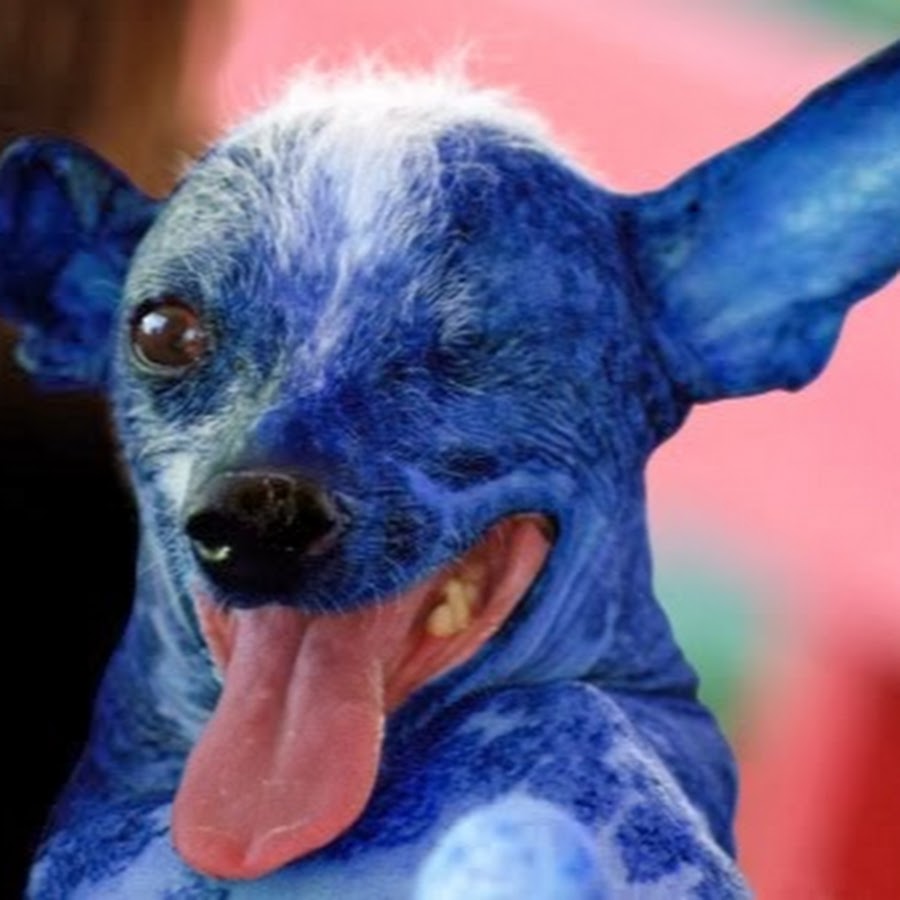 Почему собака синяя. Голубая собака. Синяя собака. Синяя собака Живая. Собака голубого окраса.