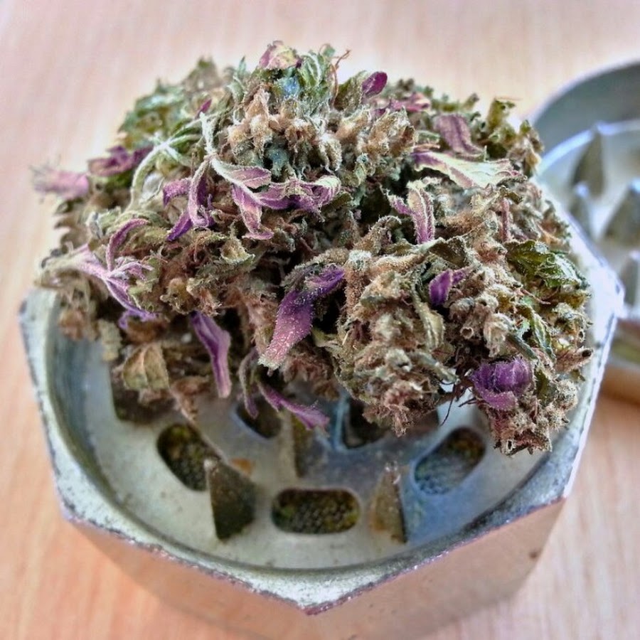 Purple haze. Перпл Хейз. Purple Haze бошки. Purple Haze Weed. Вирус пёрпл Хейз.