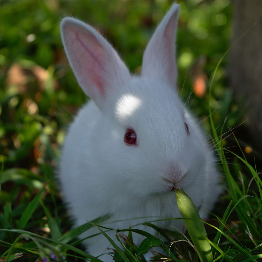 Honey The Cute Bunny YouTube