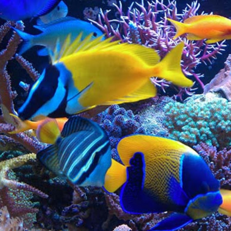 fish harvest - YouTube