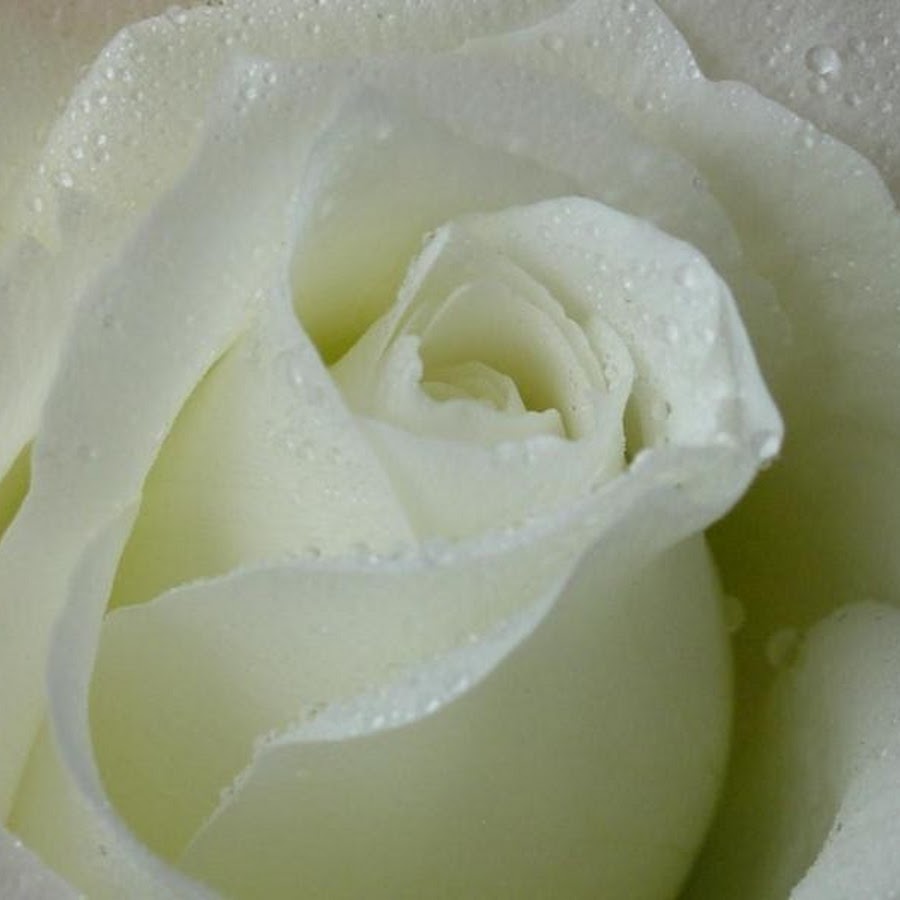 Белая роза крупным планом