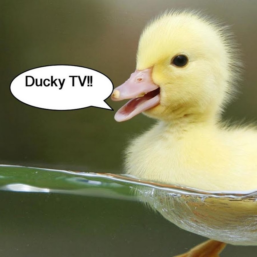 Ducky TV YouTube
