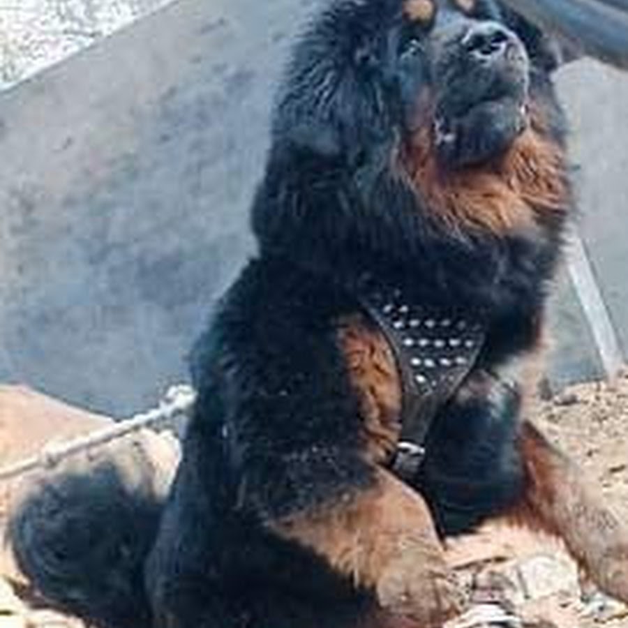 Tibetan Mastiff & Gaddi Dog Channel YouTube