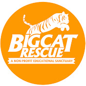 Big Cat Rescue on FREECABLE TV