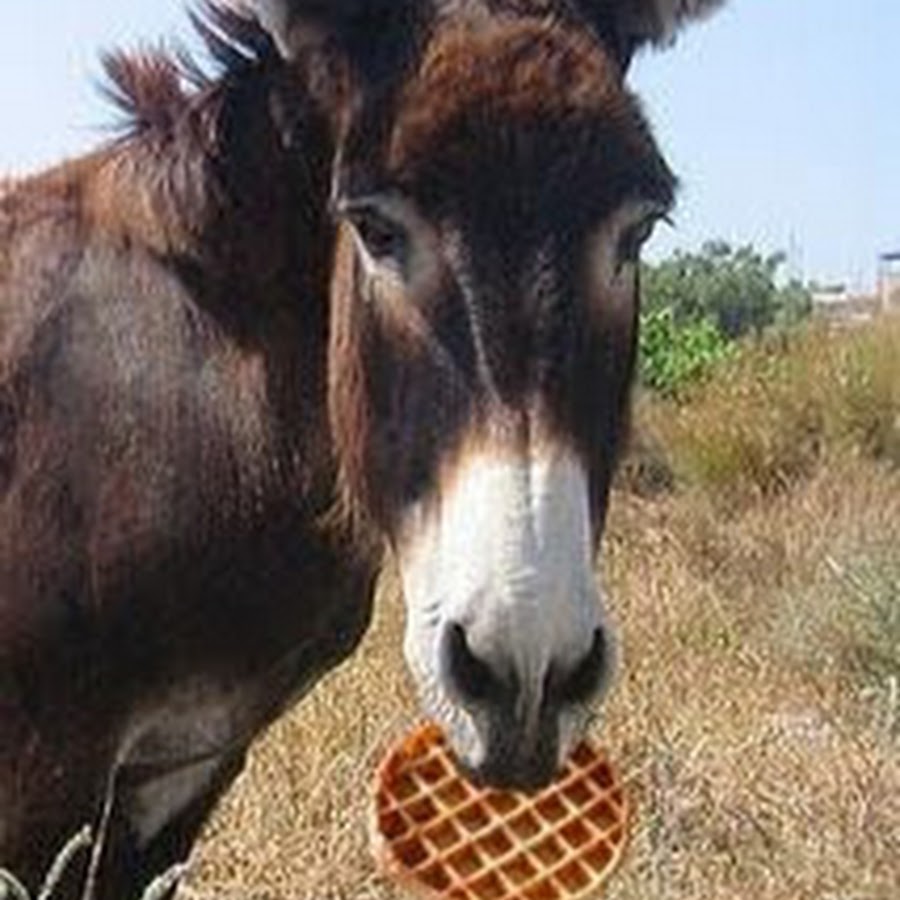 DONKEY WAFFLE YouTube