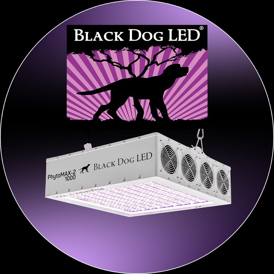 Black Dog LED YouTube